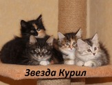 Котята Курильского бобтейла