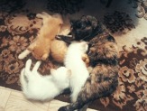 отдадим прекрасных котят
