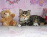 Котенок - кошечка Курильского бобтейла