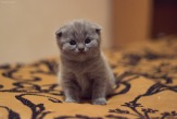 Шотландские вислоухие котята (скоттиш фолд)