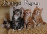 Котята Курильского бобтейла
