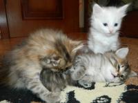 Отдам котят