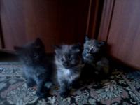 дарю котят