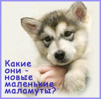 щенки малаута